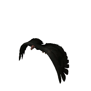 Gif animé vautour vole